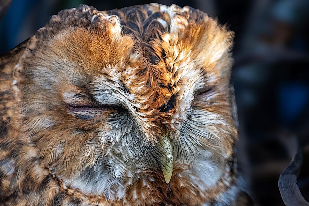 Feather detail / portrait of a very sleepy male tawny owl…. Nikon d7200 paired with the sigma 150-600C 