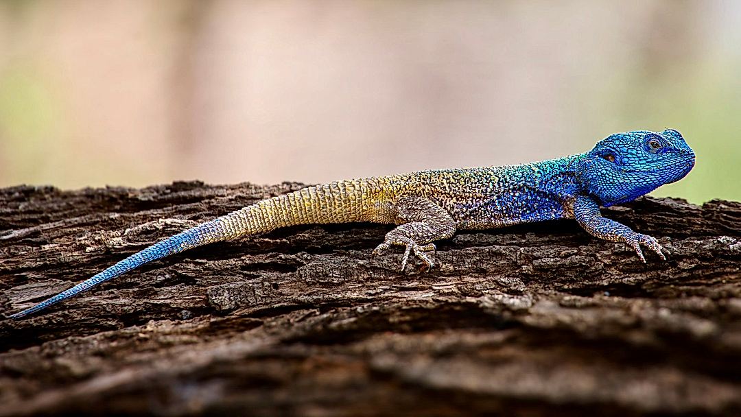 My Picture of a  Southern Tree Agama from Southafrica