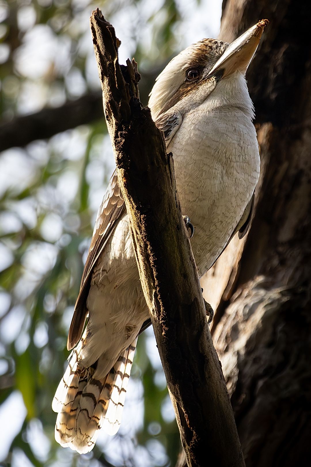A nice kookaburra I saw yesterday. I applied a couple masks in Lightroom, turned out pretty nice