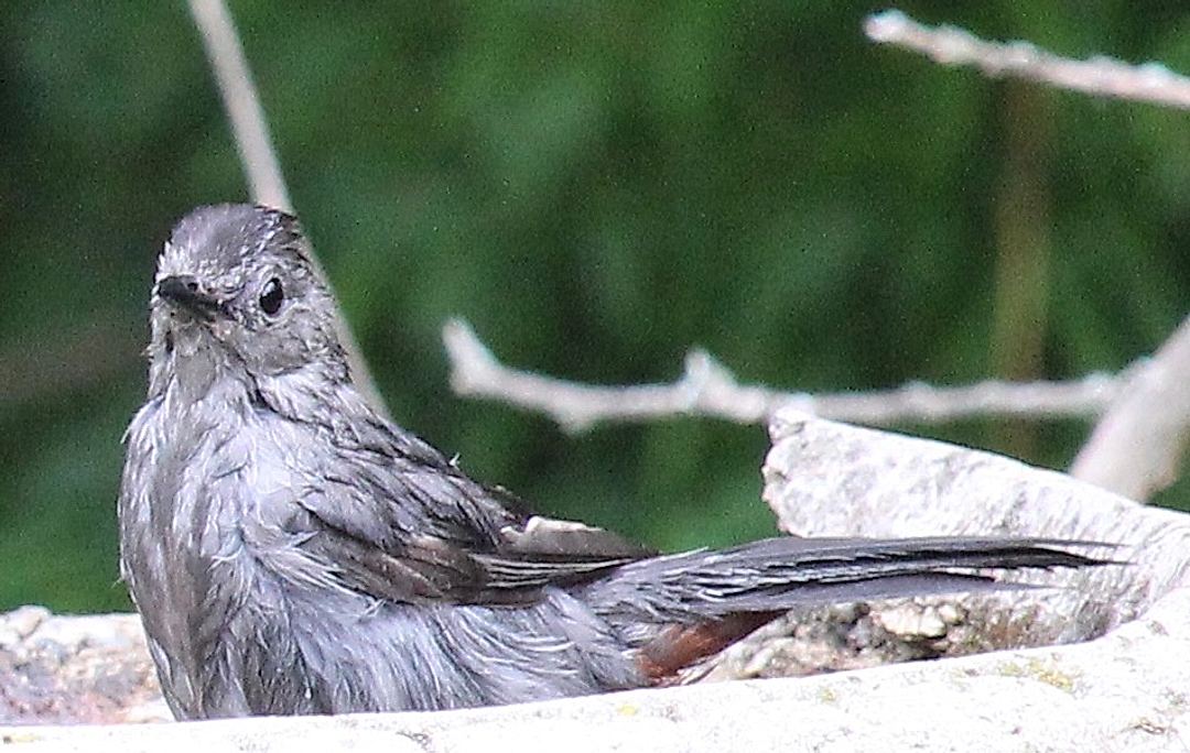 I’m still practicing what I’m doing with my camera, lens, and birds that move a lot (and quickly)