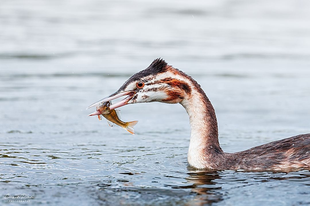 Feeding Time