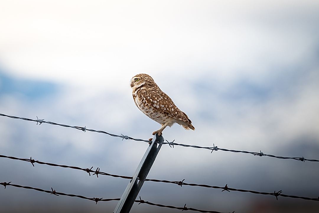 Burrowing owl and snowy mountain banding