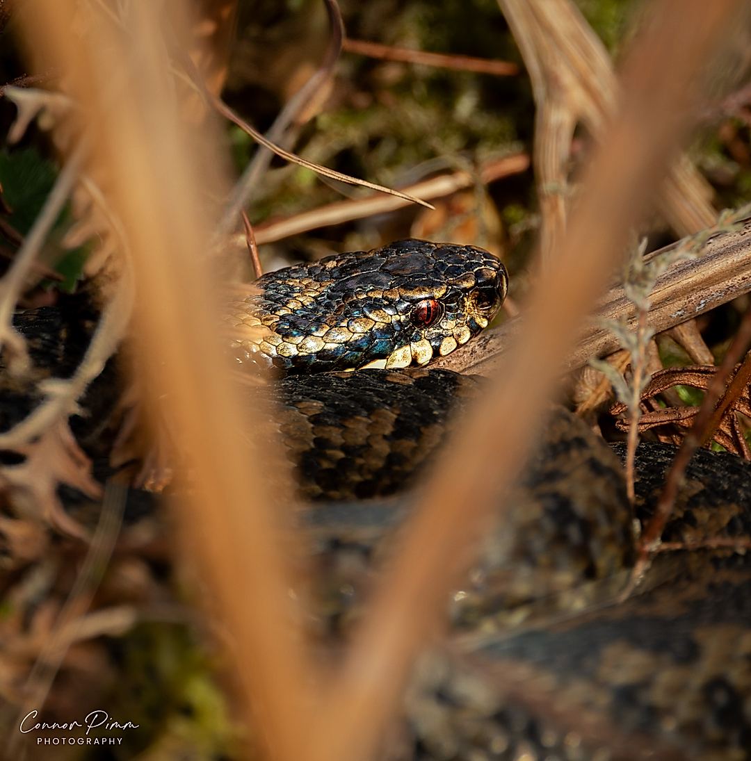V for Vipera