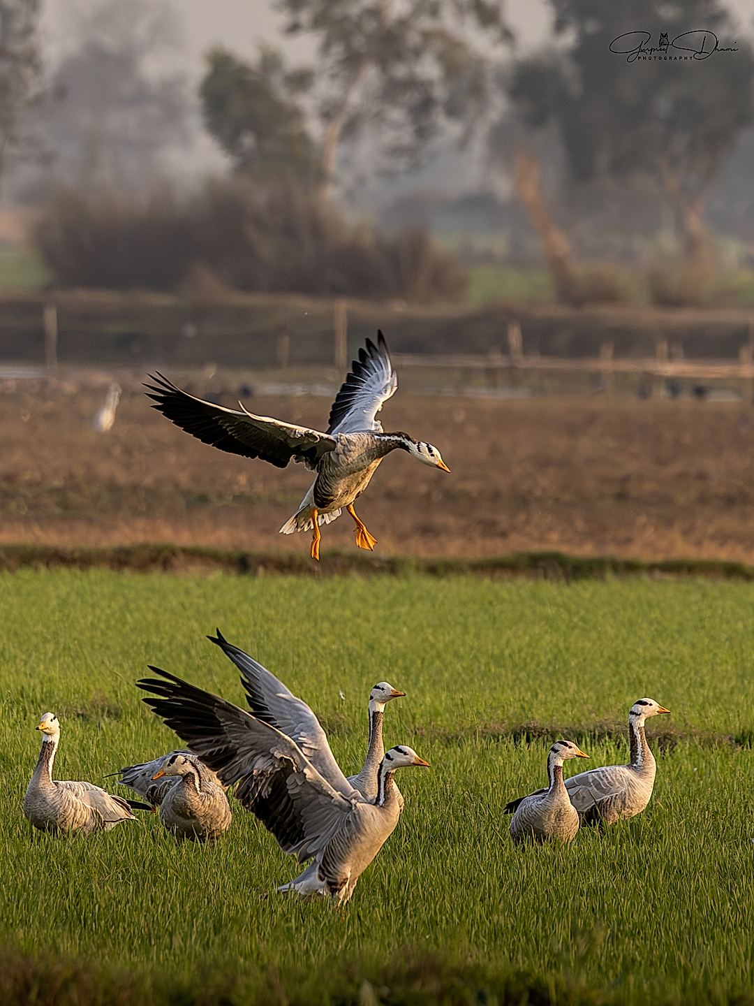  At Headed Geese 