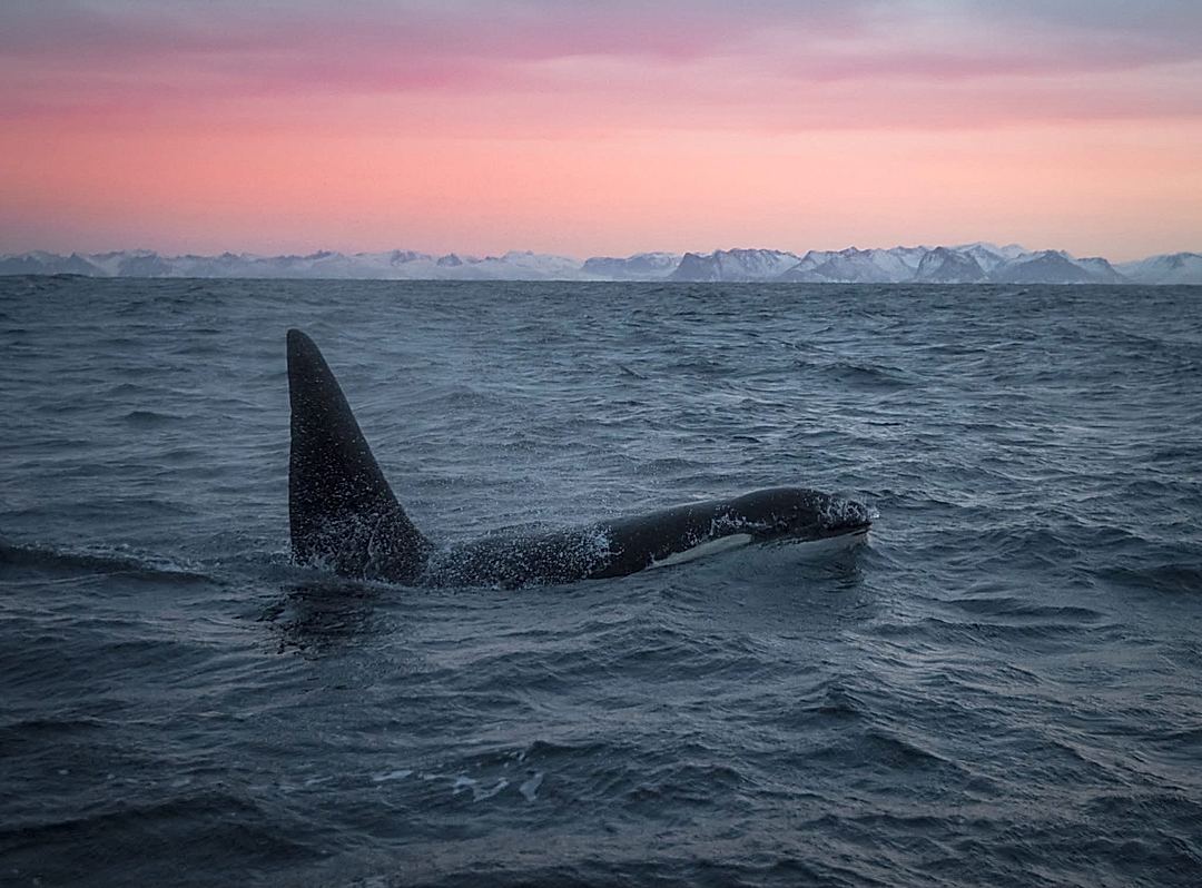 Vivid Wildlife