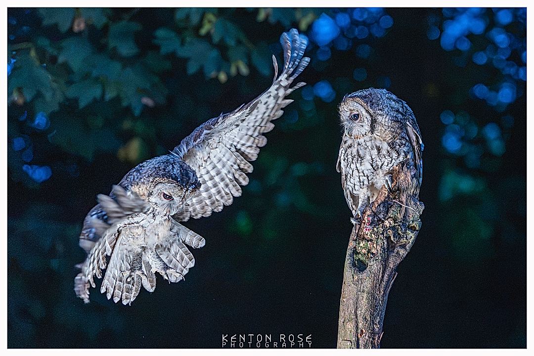Tawny Owls at a Private Hide