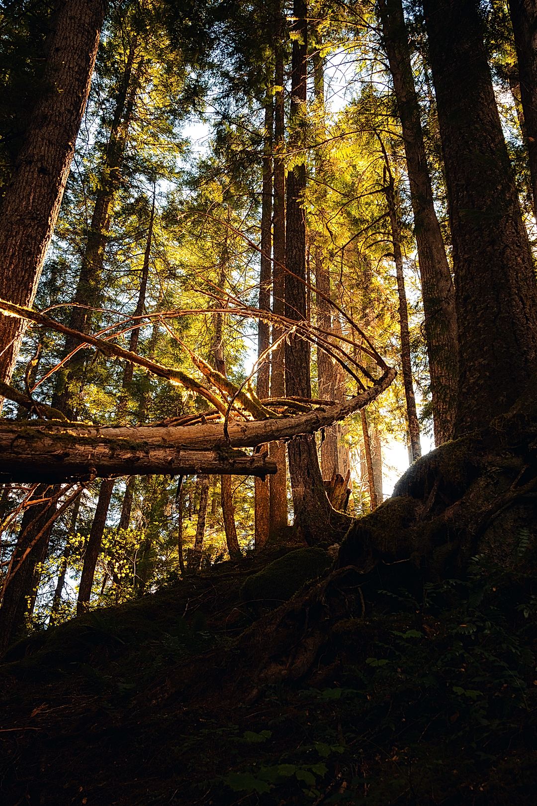 Sigma 24-70mm F2.8 DG OS HSM Art