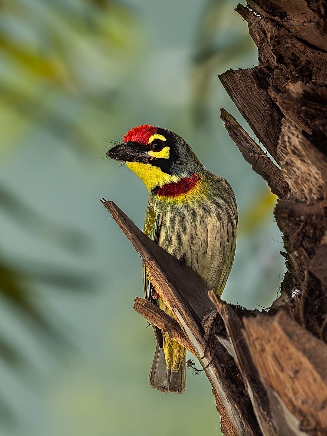 Coppersmith Barbet