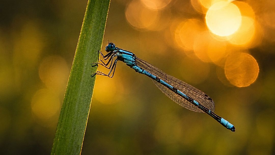 Damselfly