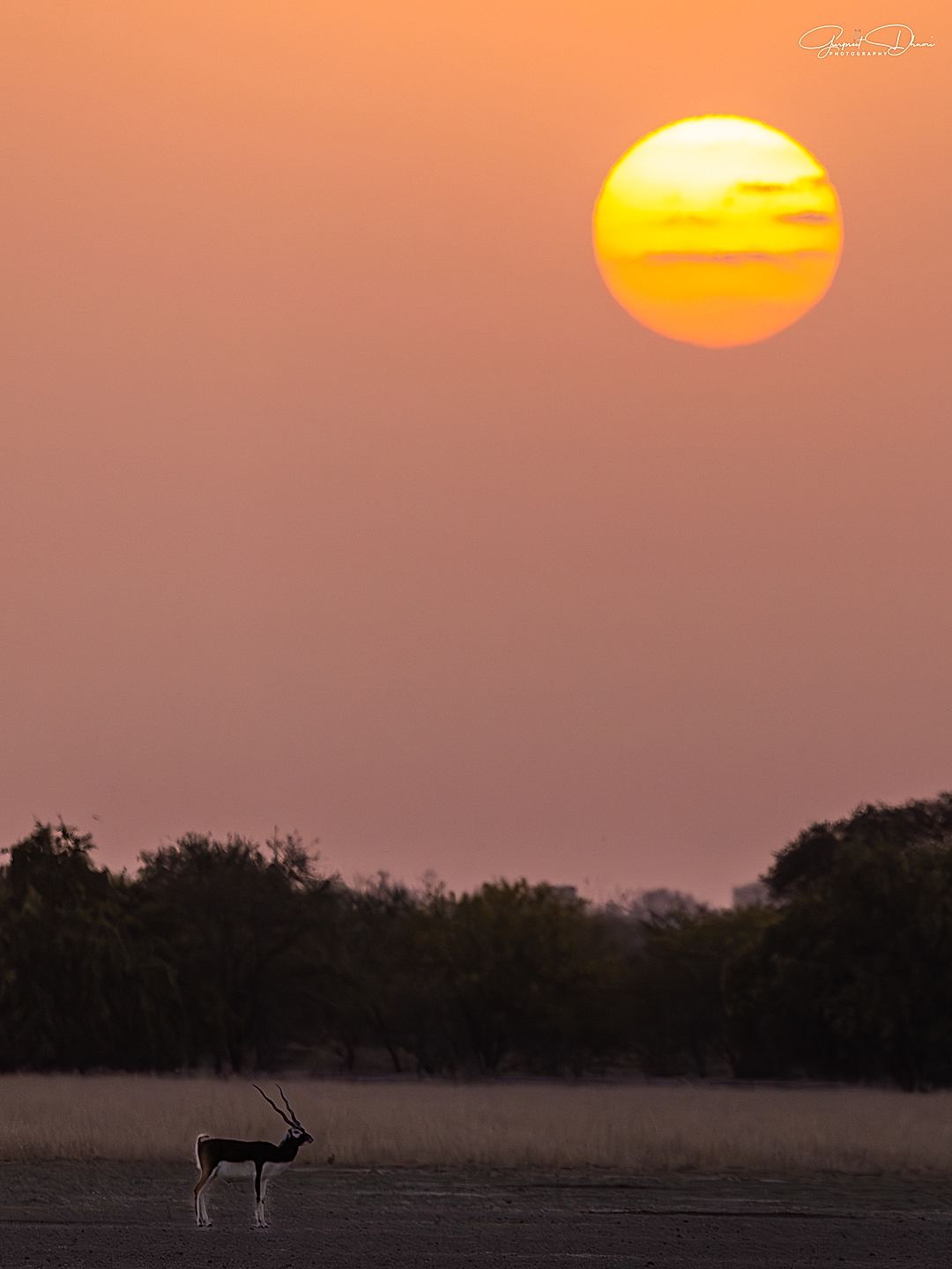 Blackbuck shot in Golden Hour