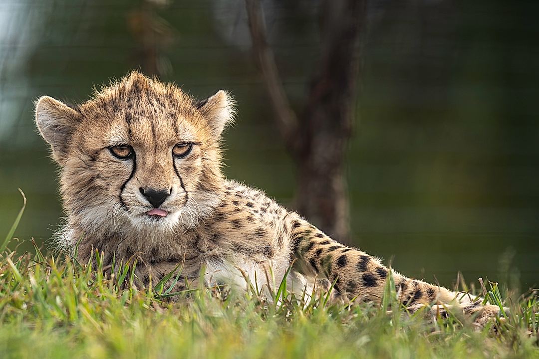 1 of the 4 female Cheetah cubs at Yorkshire Wildlife Park.