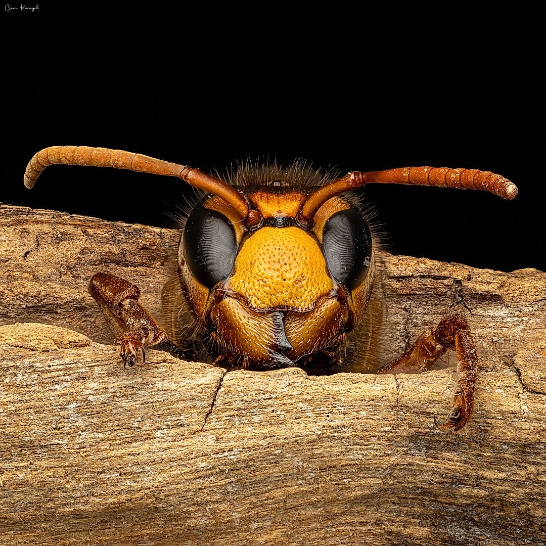 Wild Eyes