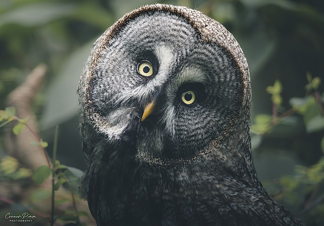 Dark & Moody Wildlife