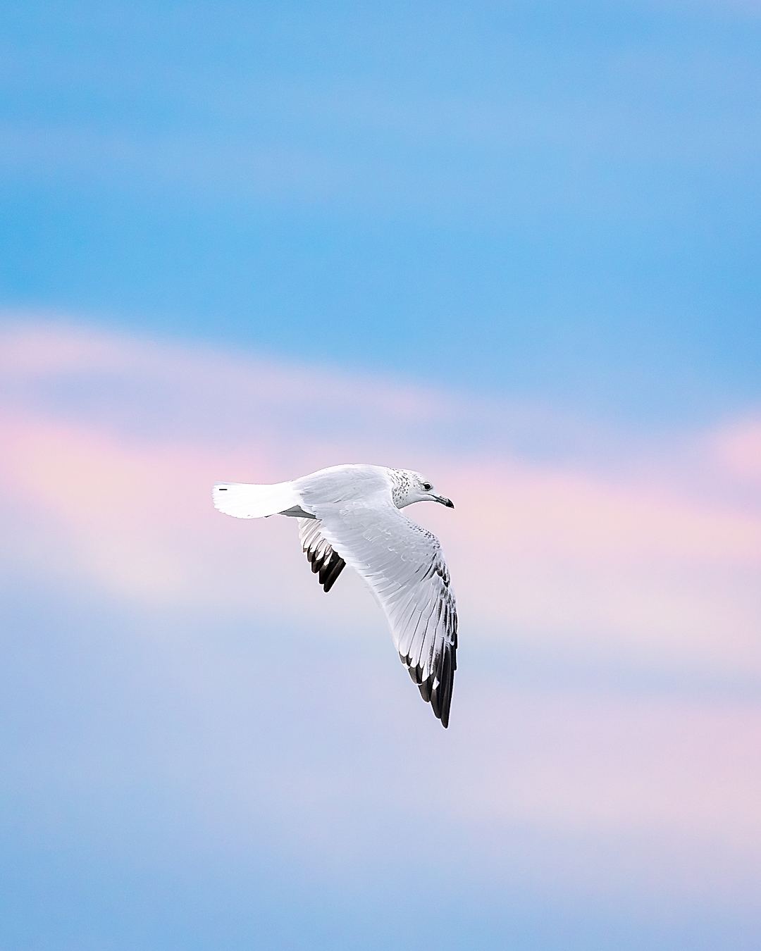 Ring-Billed Gull