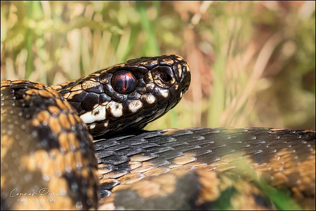 A male Adder basking in the Spring Sunshine. My favourite reptile!