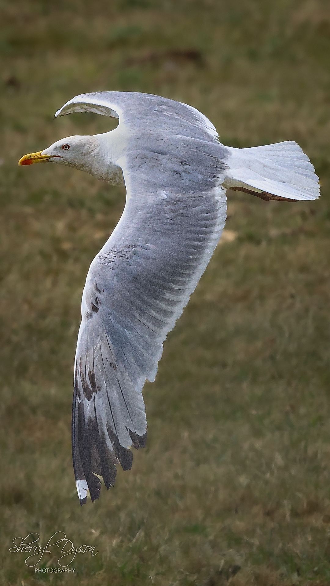 Taking Flight