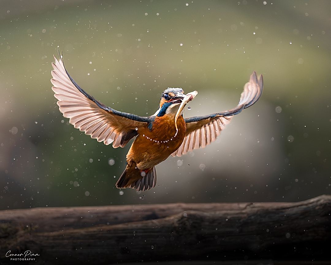 Taking Flight