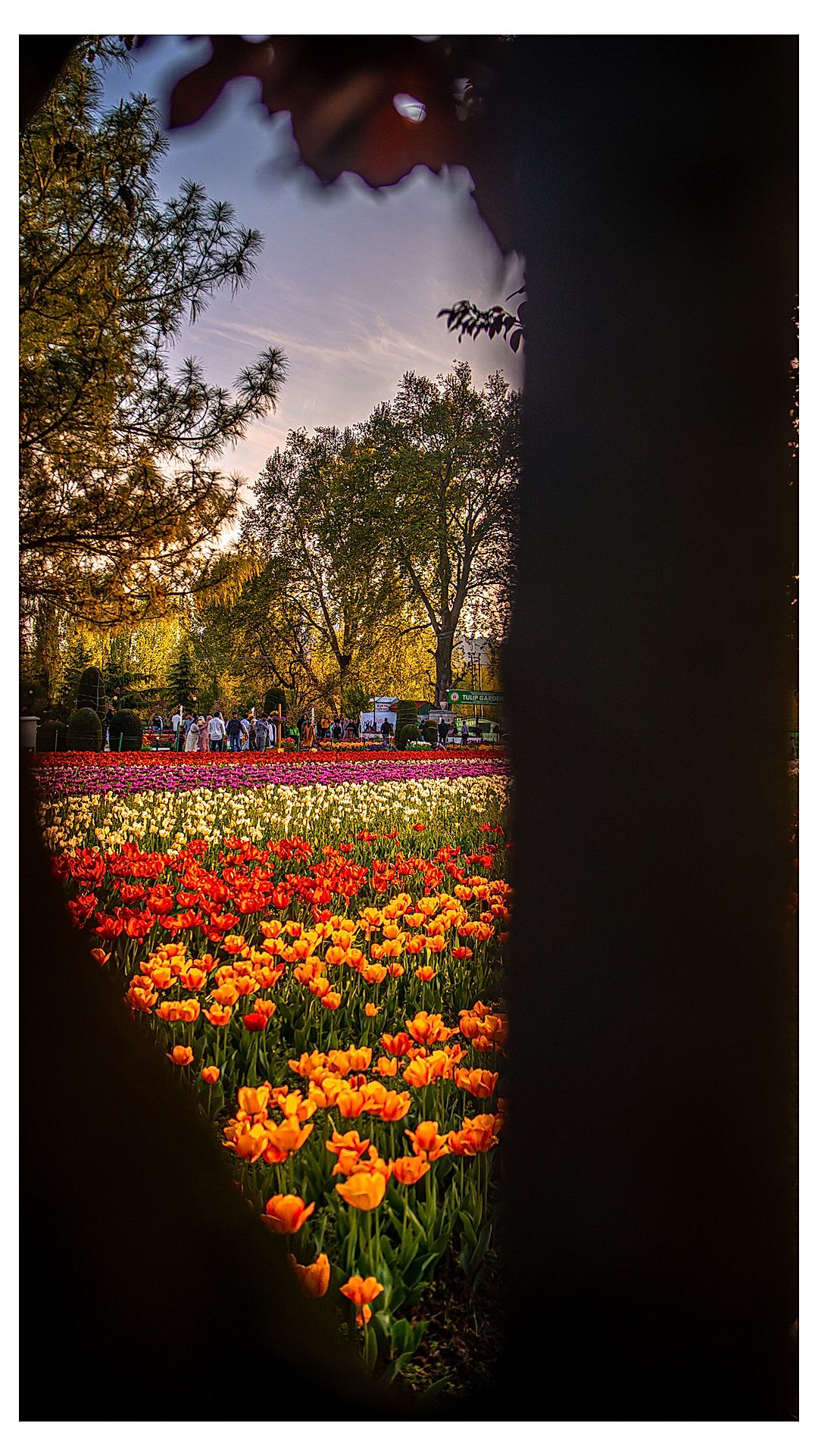 Tulip garden kashmir 🫶🏻