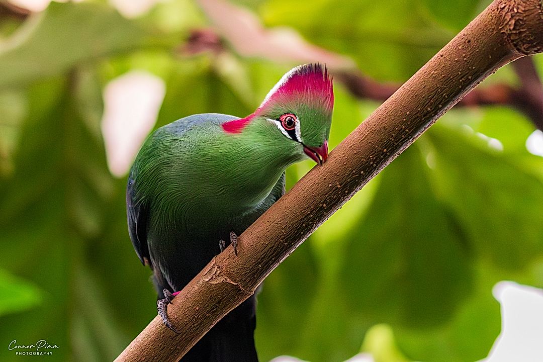 Kevin the Fischer's Turraco cleaning his beak in between mischievous escapades!