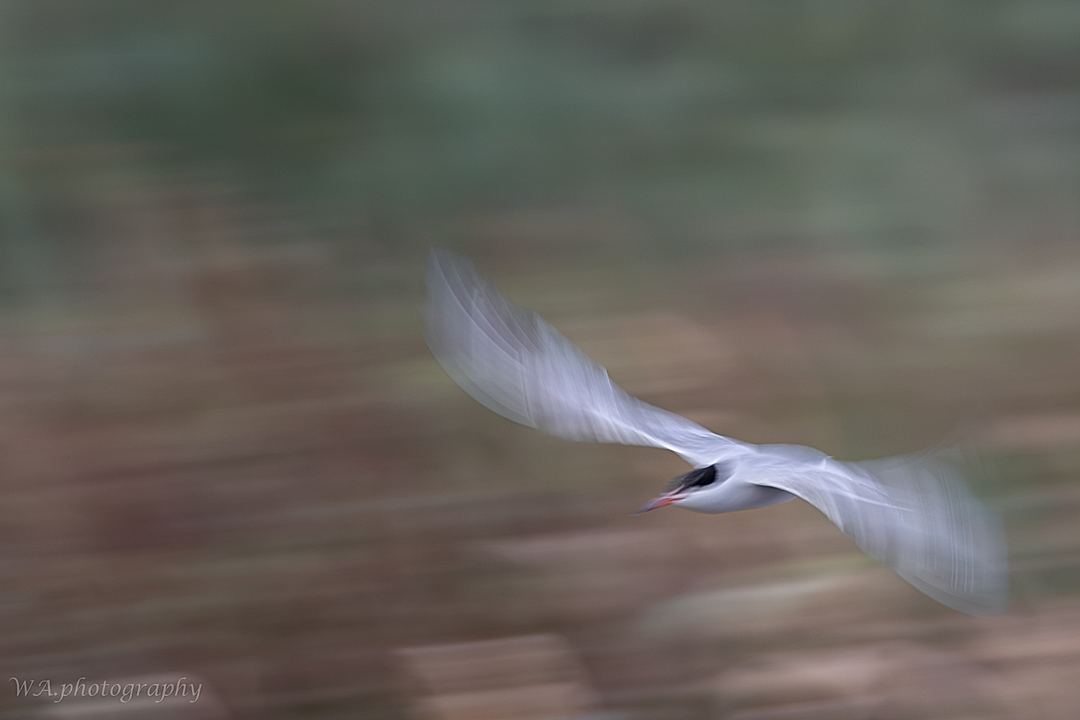 Sigma 150-600mm F5-6.3 DG OS HSM Contemporary