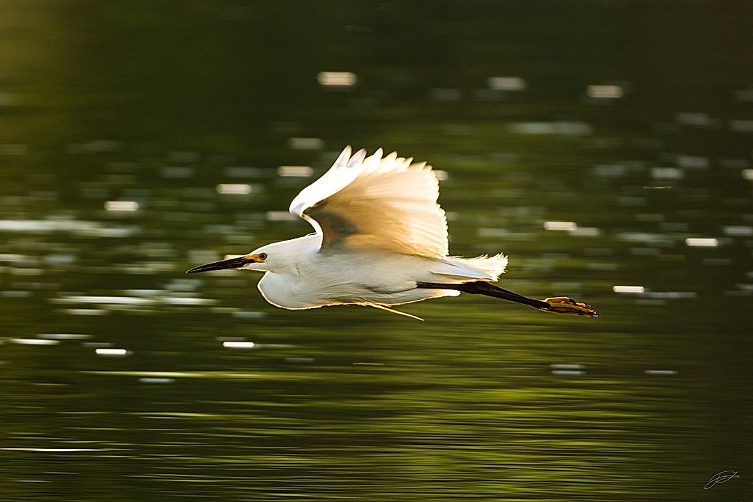 Birds in Motion