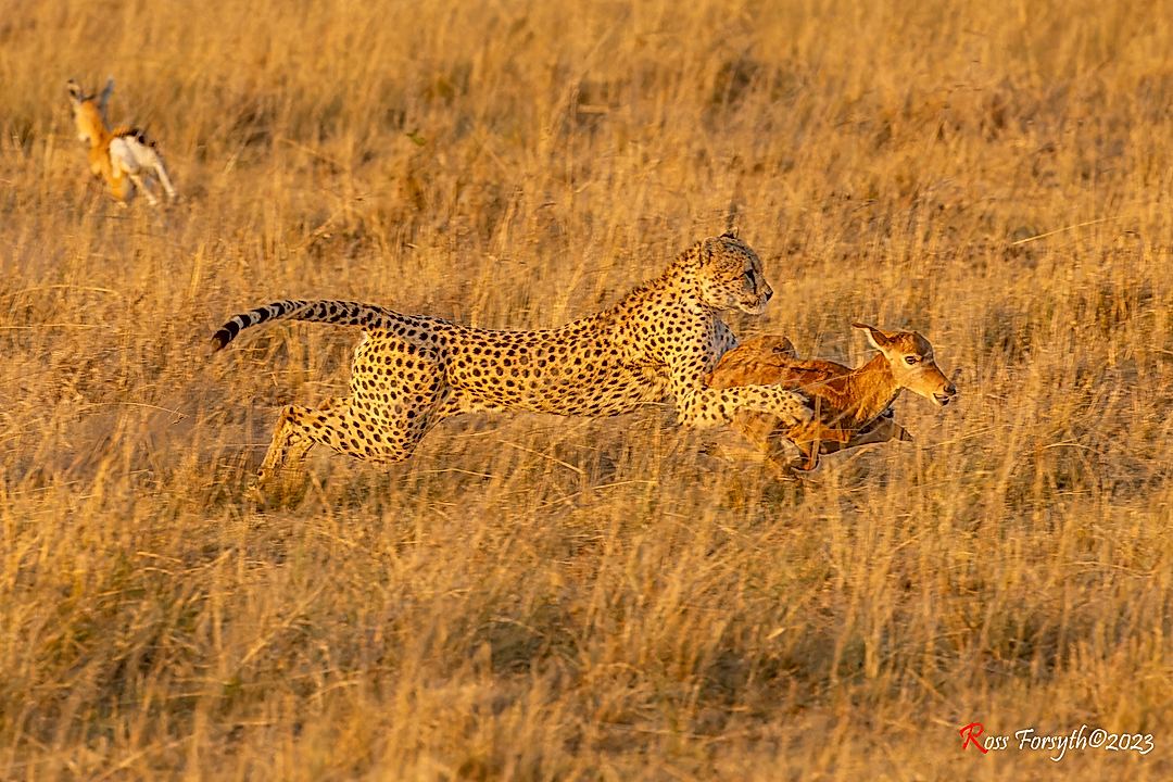 Cheetah about to takedown a young Tope Calf in the Masai Mara with it somehow having become seperated from its own herd