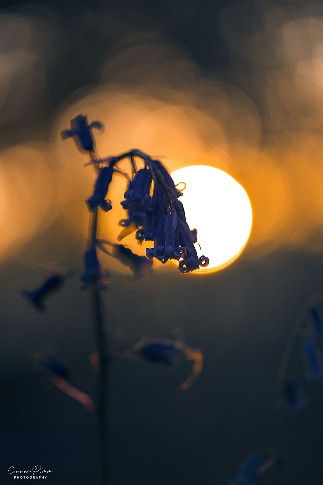 Wildlife Golden Hour
