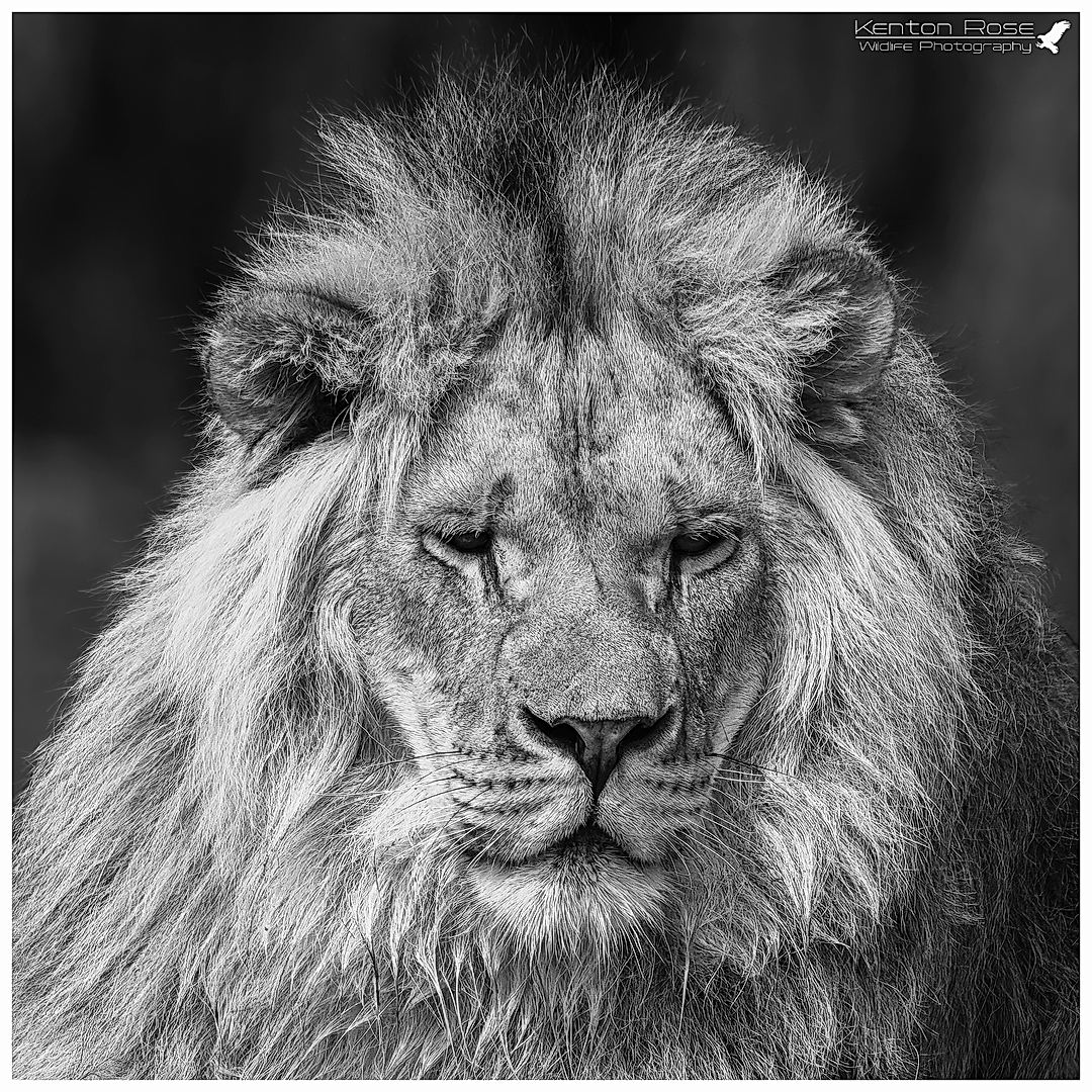 Black & White Wildlife