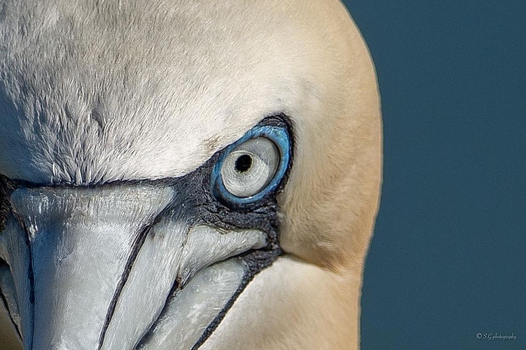 The piercing eye of the gannet 
Nikon d7200 paired with the sigma 150-600C