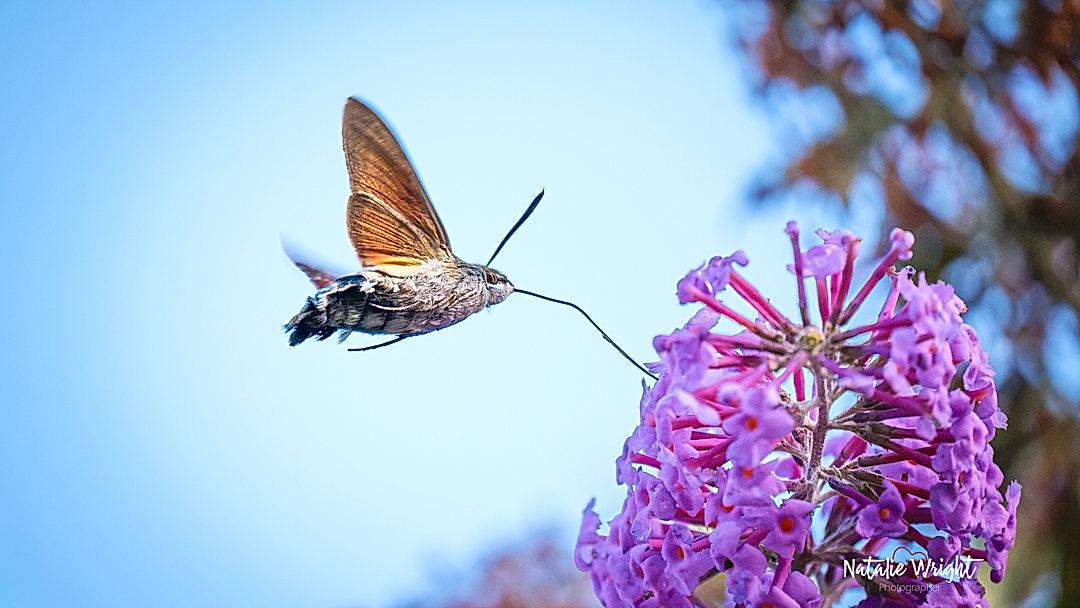 Taking Flight