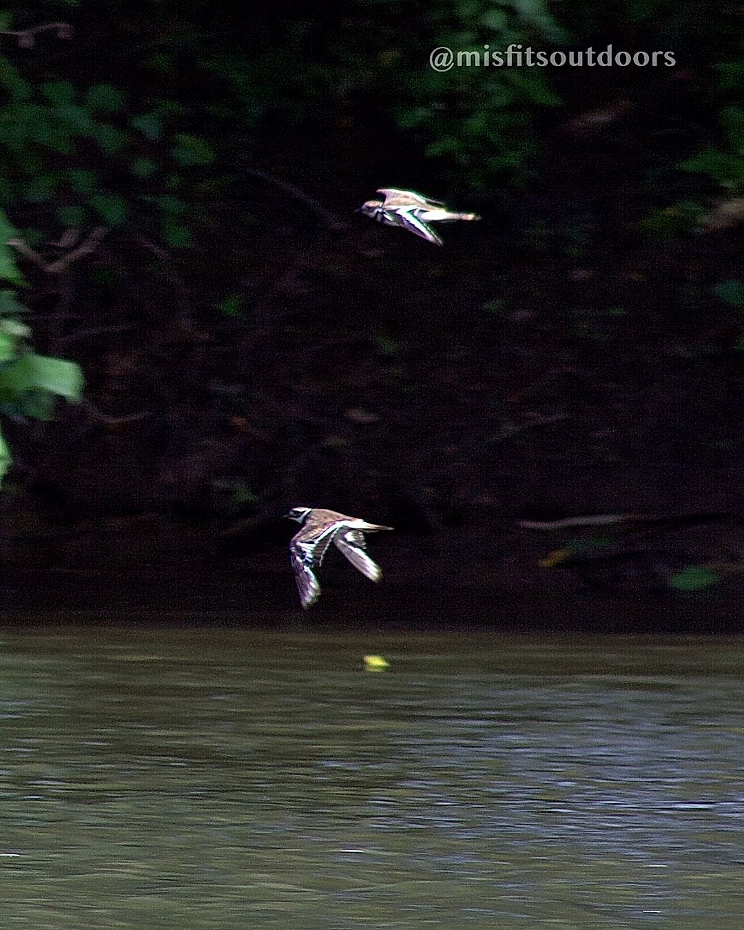 Taking Flight
