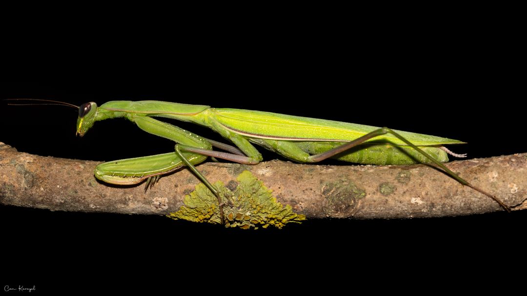 European Mantis (Mantis religiosa)