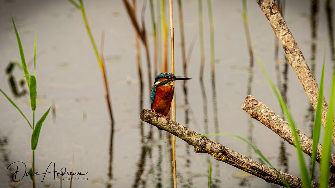 Kingfisher awaiting to fish
