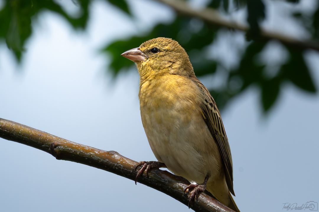 A Female Southern Masked Weaver sat next to me in a tree while I was doing some plane spotting.