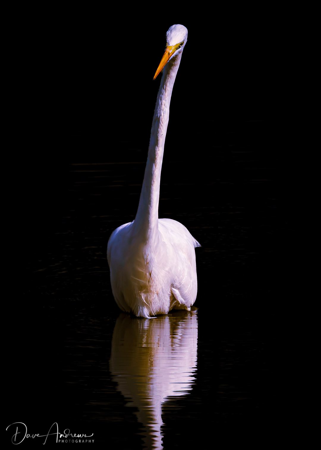 Great Egret 