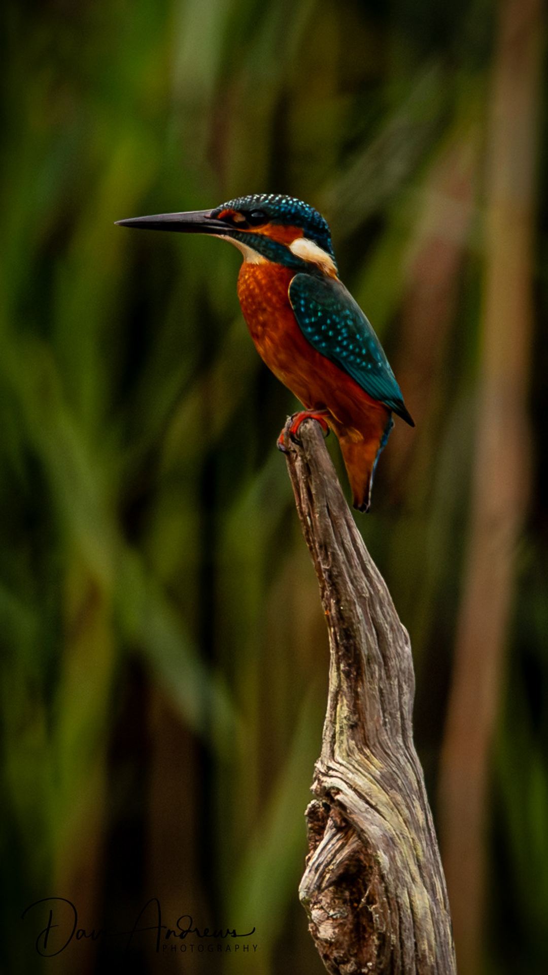 It takes time to capture a kingfisher in the wild but it’s so worth it when you do!!