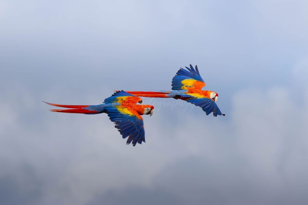 📸: Canon EOS R7 + Sigma 150 to 600mm