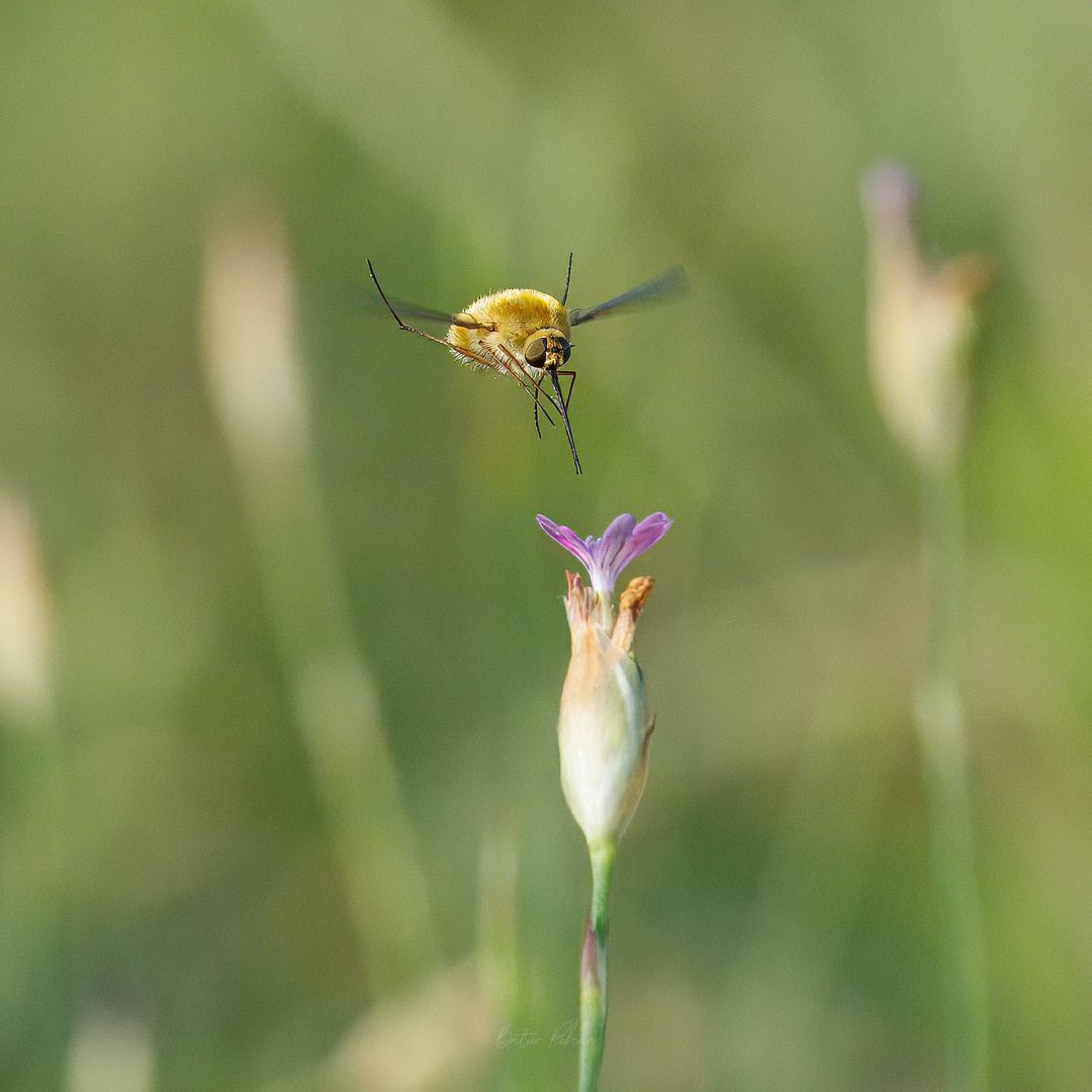 Macro with 200-800