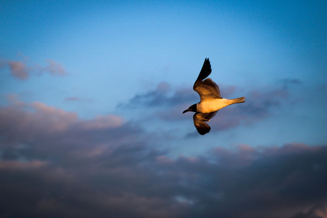 Taking Flight