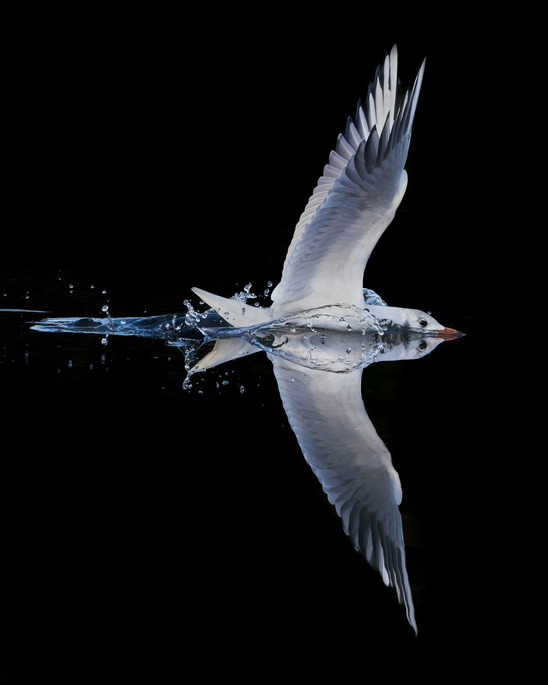 Photograph by Allan Moir