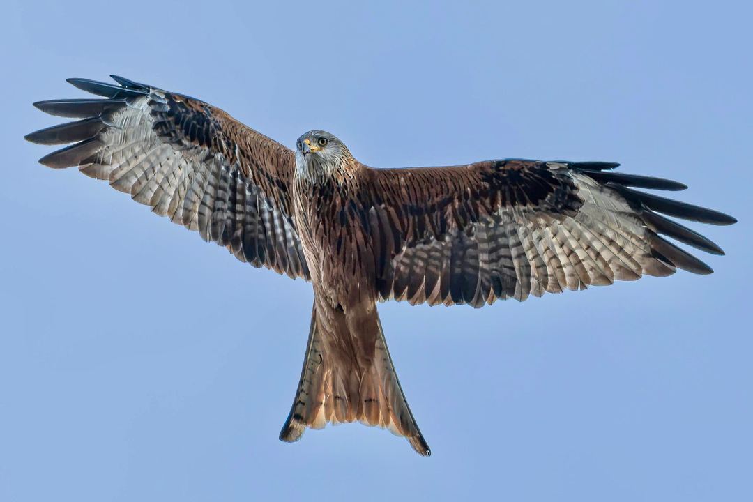 A Red Kite circled above me