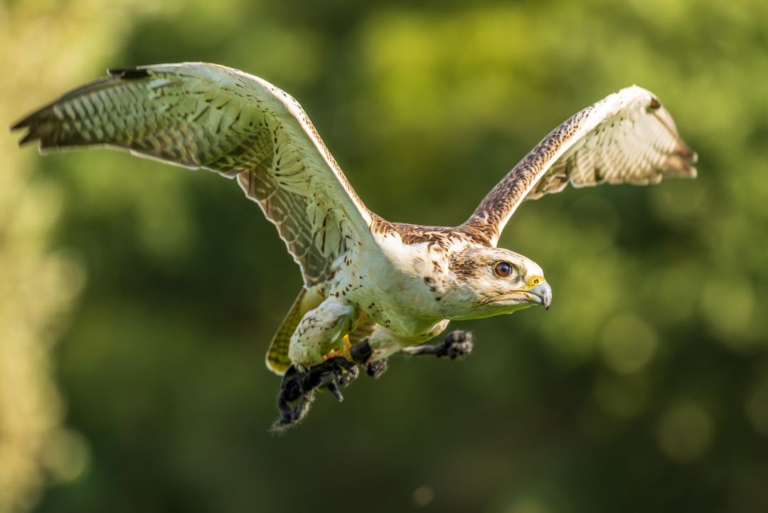 Prairie Falcon