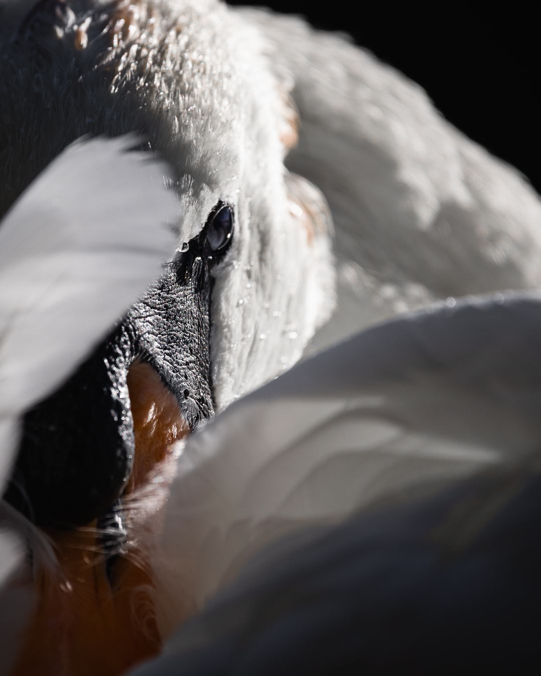 A Swan preening in the morning light 