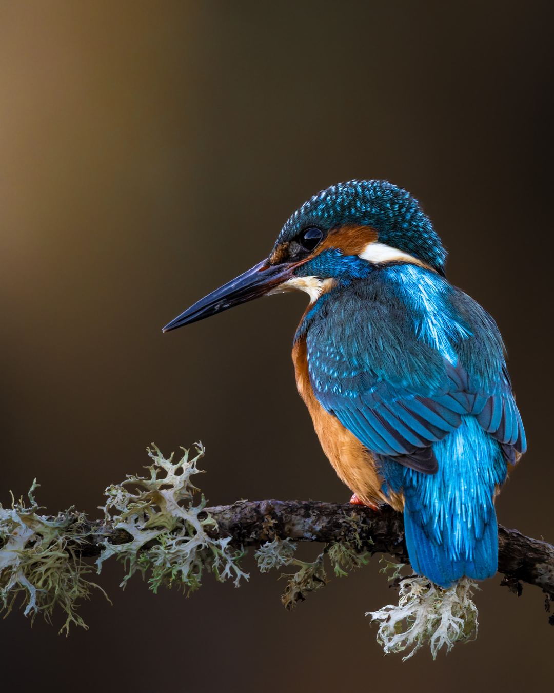 This image was such a pleasure to edit! I think the Kingfisher may be my favourite UK bird!