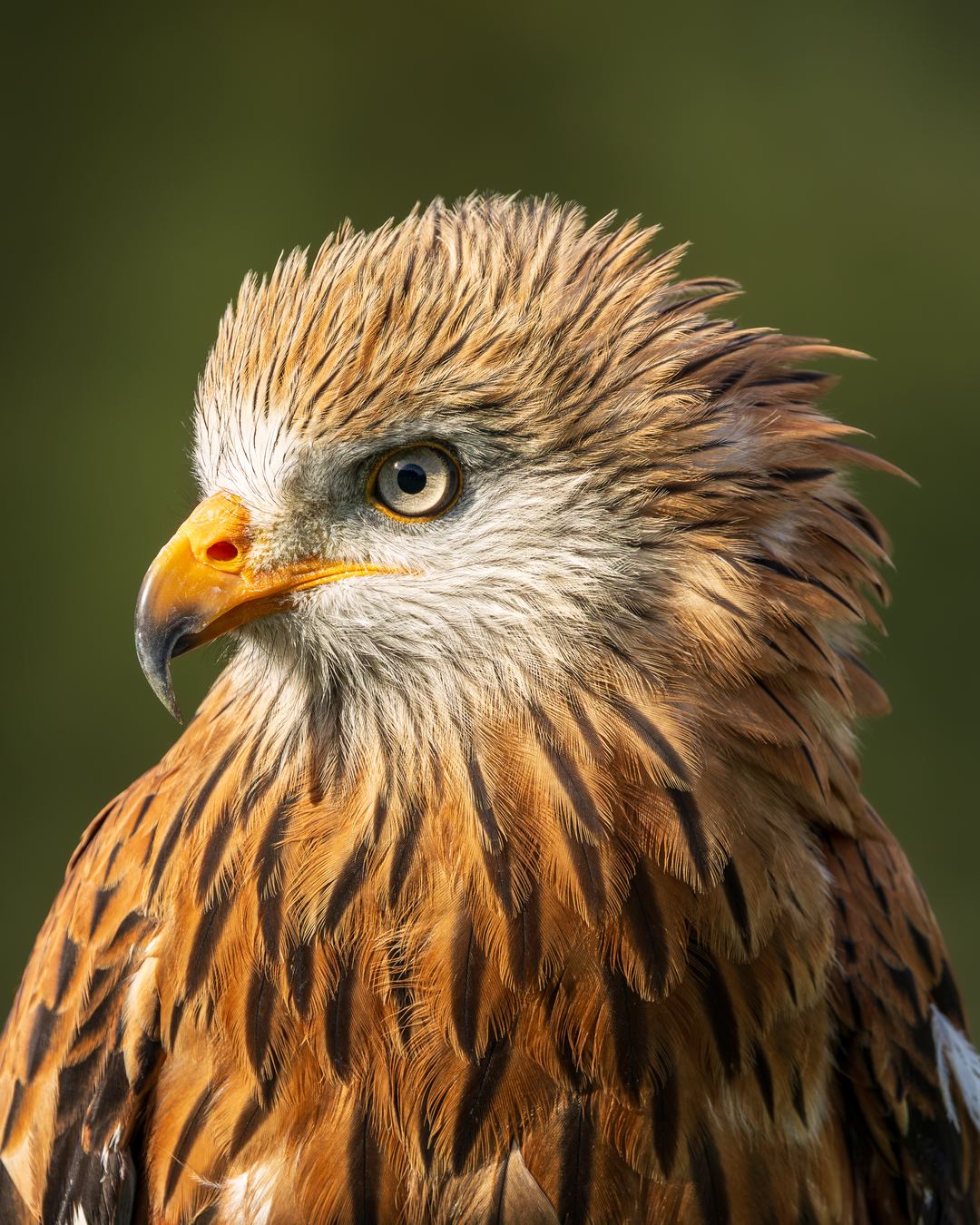 Red Kite