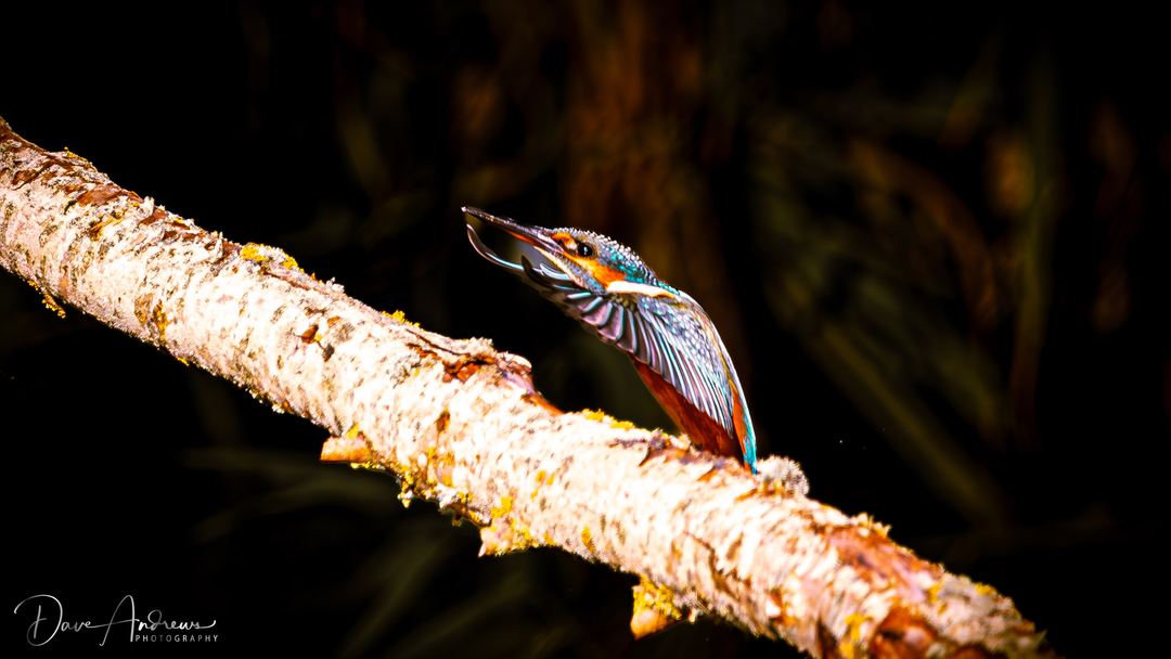 Photograph by Dave Andrews