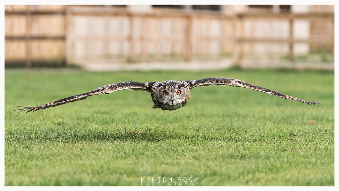 An Eagle Owl in flight, low over the display arena, coming straight towards me before landing on the perch above my head. 

The image was taken at York Bord Of Prey Centre.