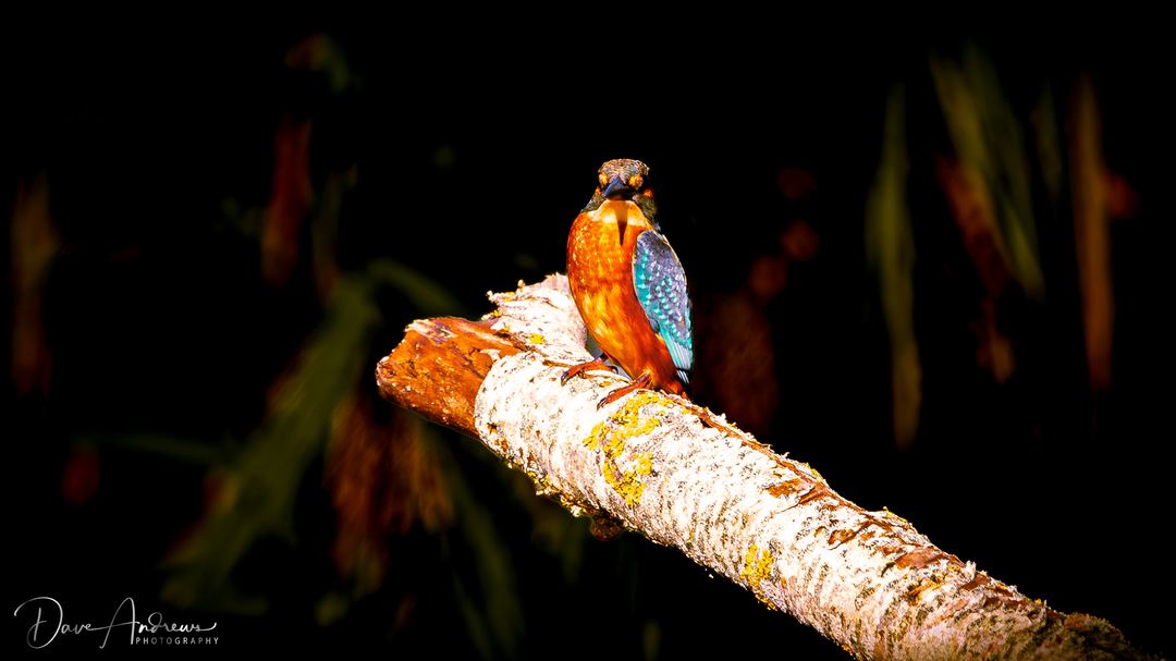 Bringing out the vibrant colours of the kingfisher