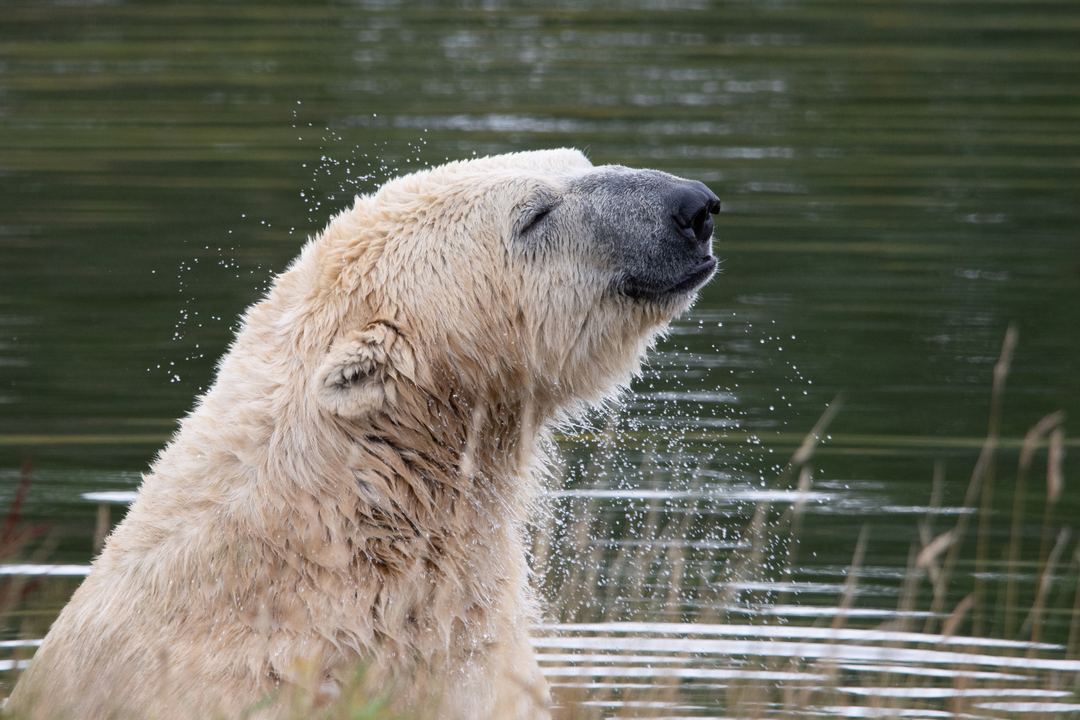 Just a polar bear with a smile on his face after a dunk… taken on a Nikon d7200 paired with the sigma 150-600C