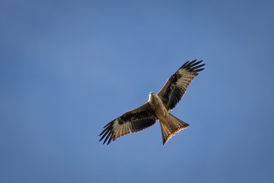 Canon 760D
Sigma 150-500m